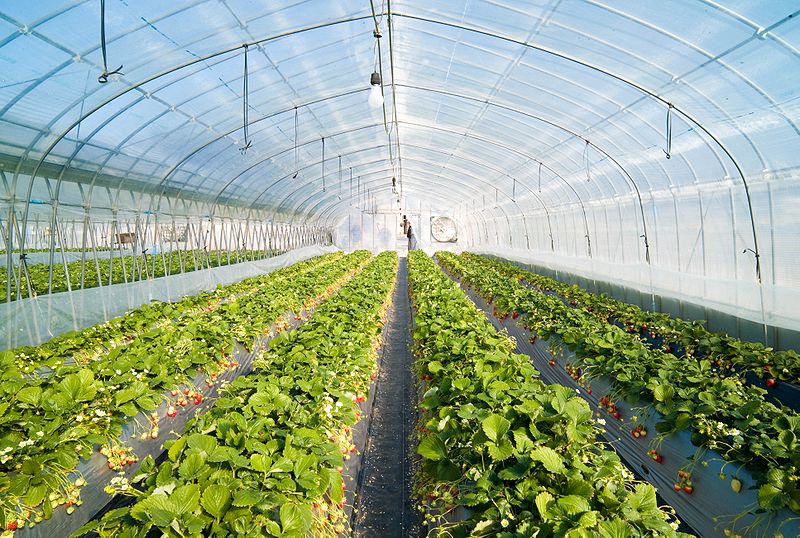 800px-Strawberry_greenhouse